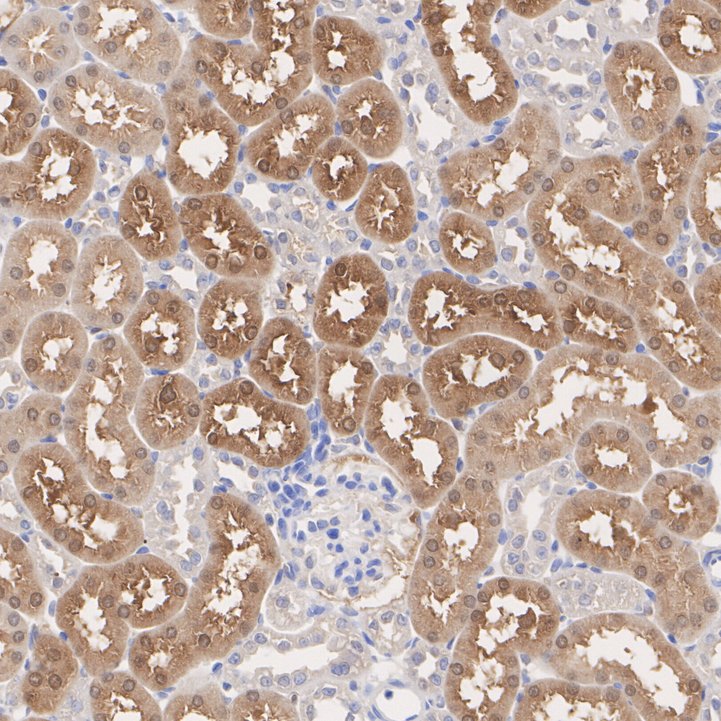 HA610269_6.jpg