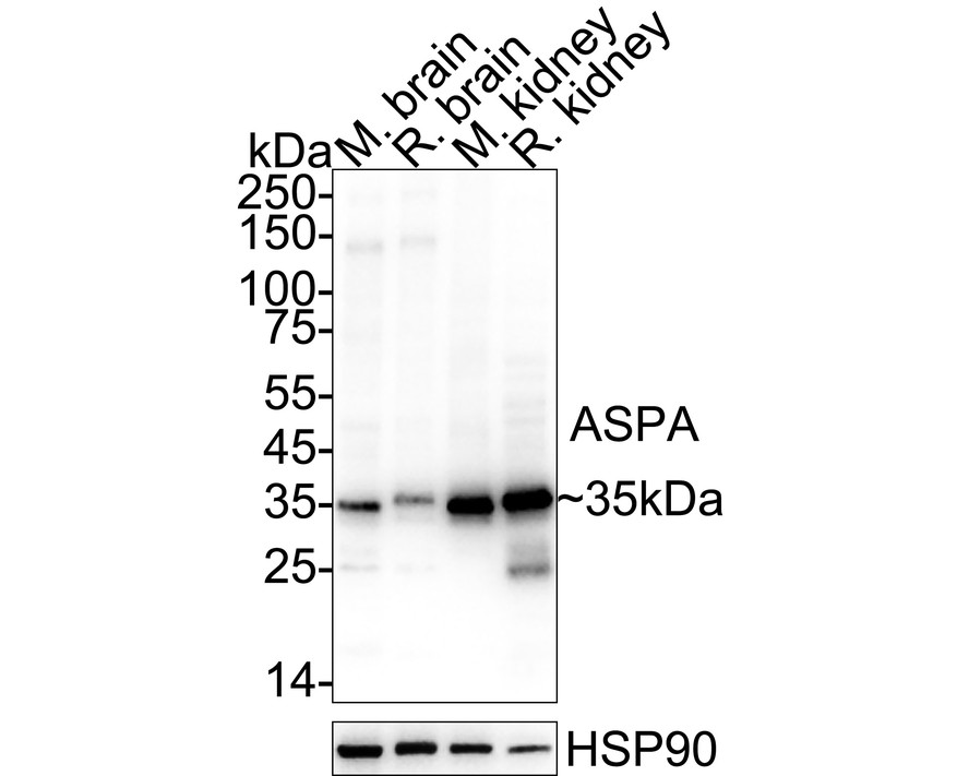 HA610269_7.jpg