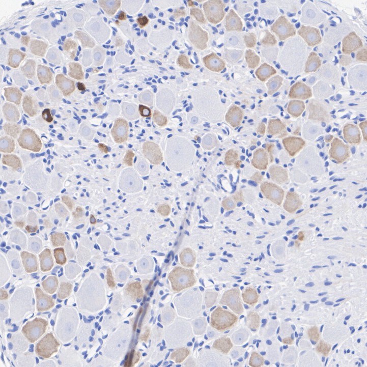 HA610273_1.jpg