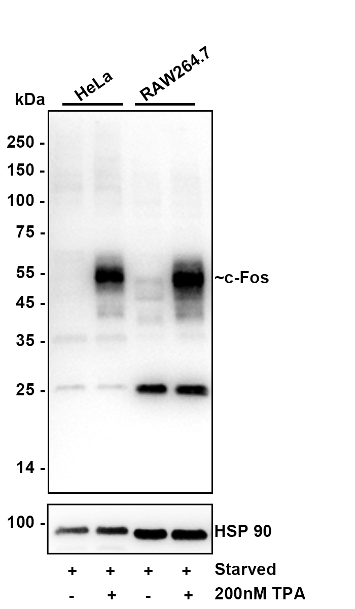 HA610275_7.jpg