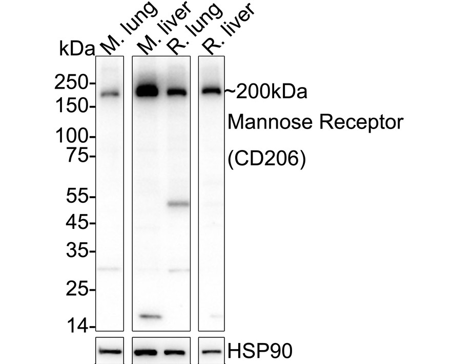 HA610286_3.jpg