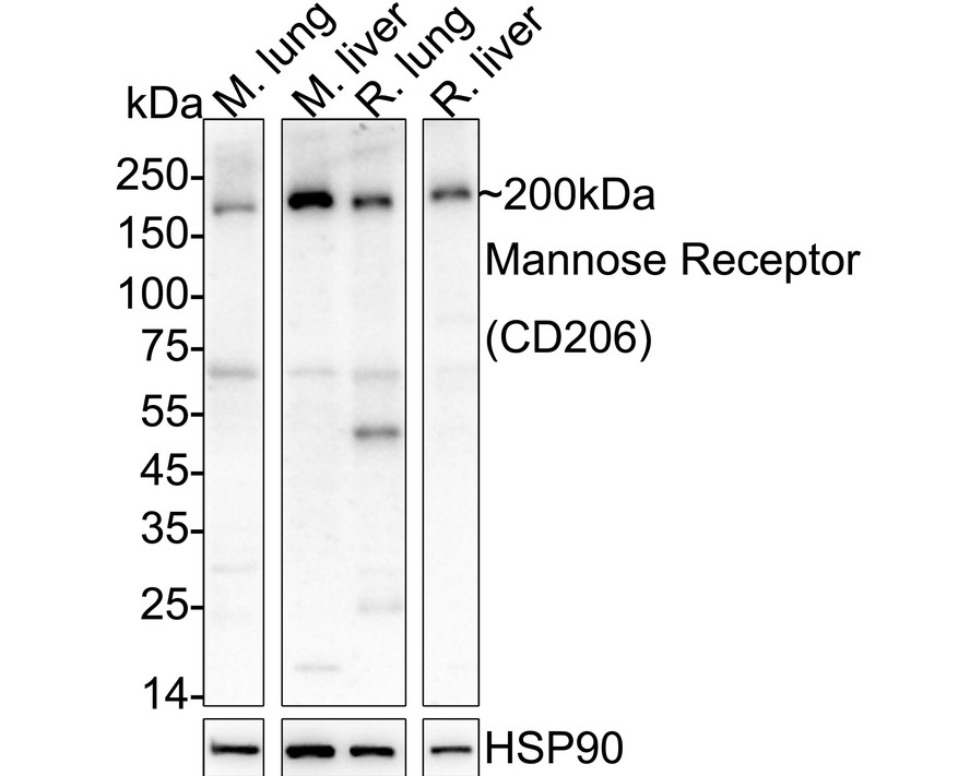 HA610287_7.jpg