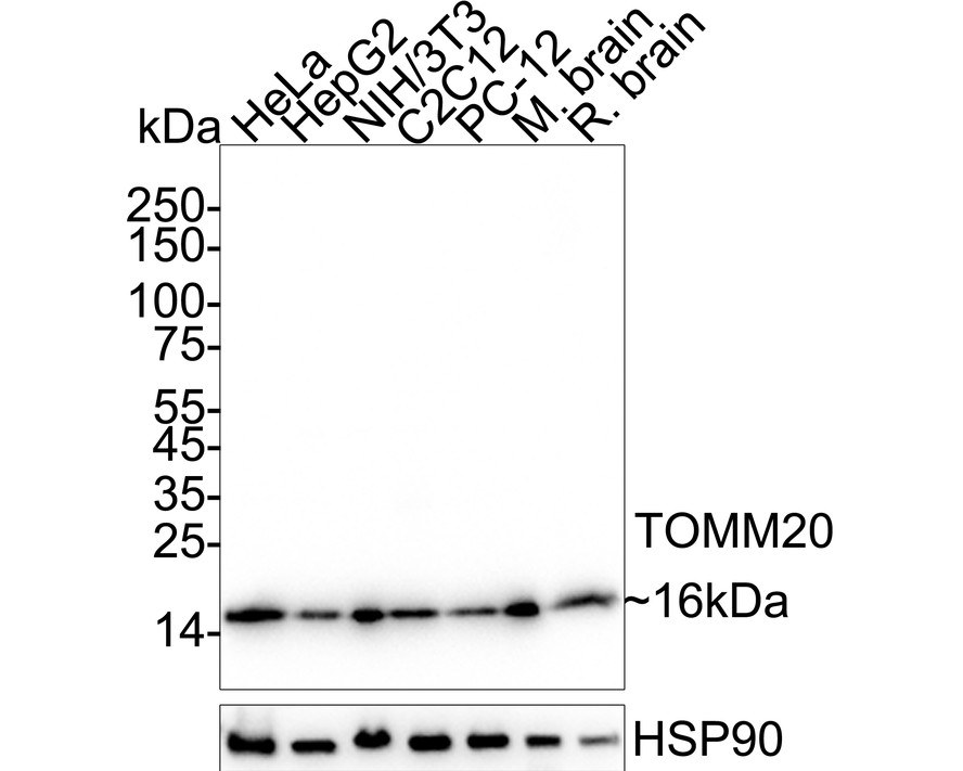 HA610288_1.jpg