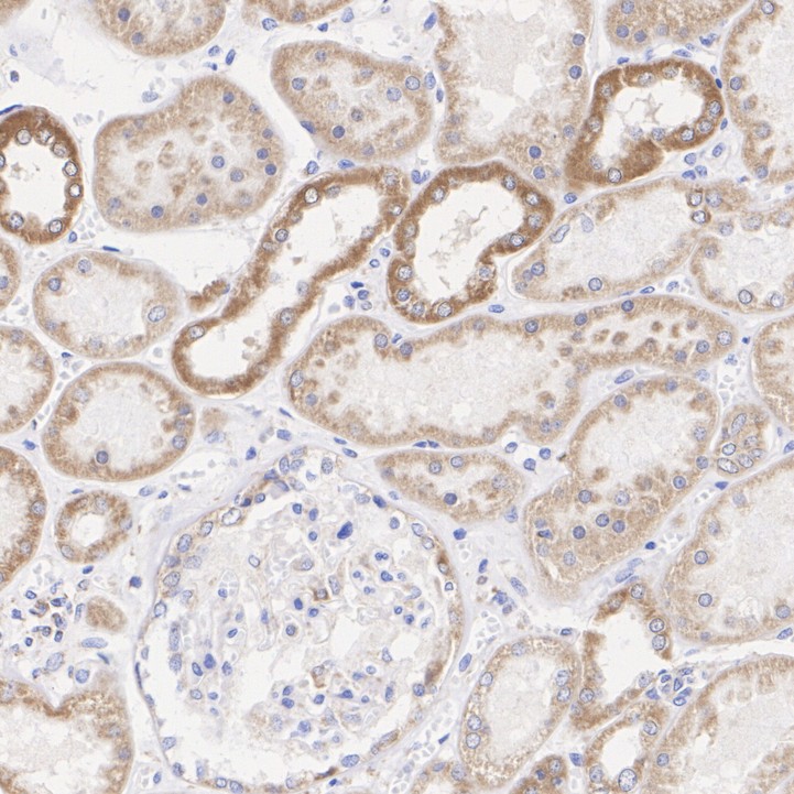 HA610288_5.jpg