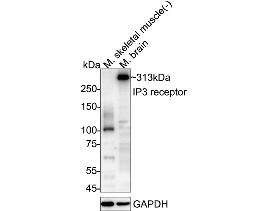 HA610290_1.jpg