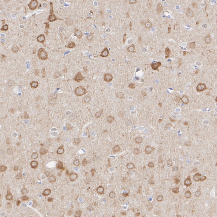 HA610290_3.jpg
