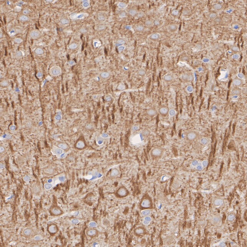 HA610293_4.jpg