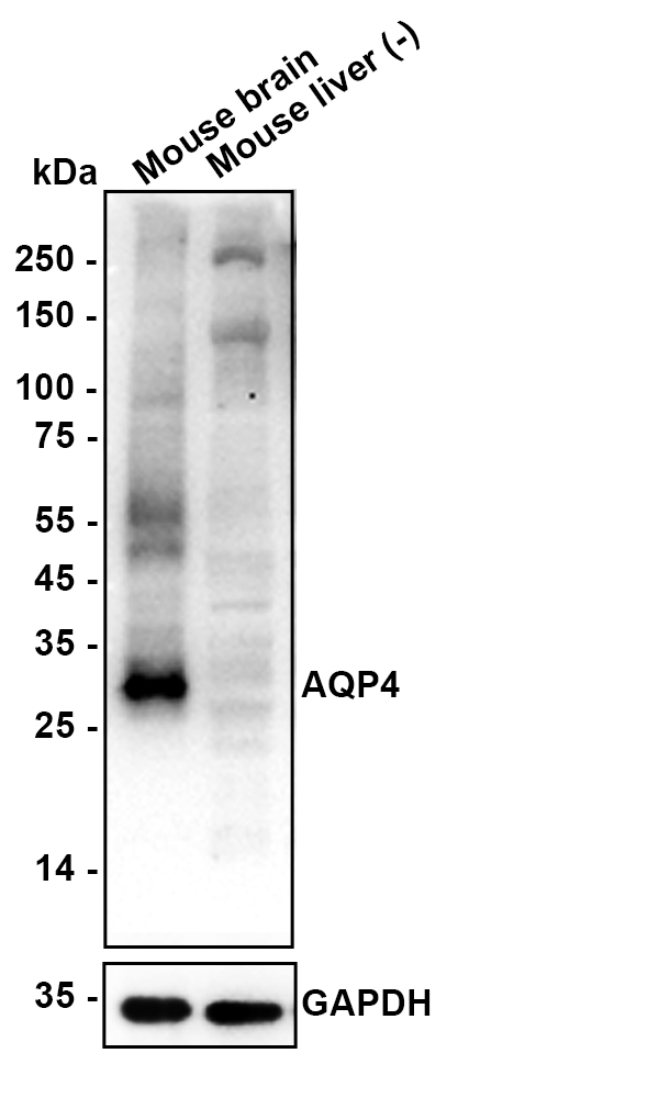 HA610295_2.jpg