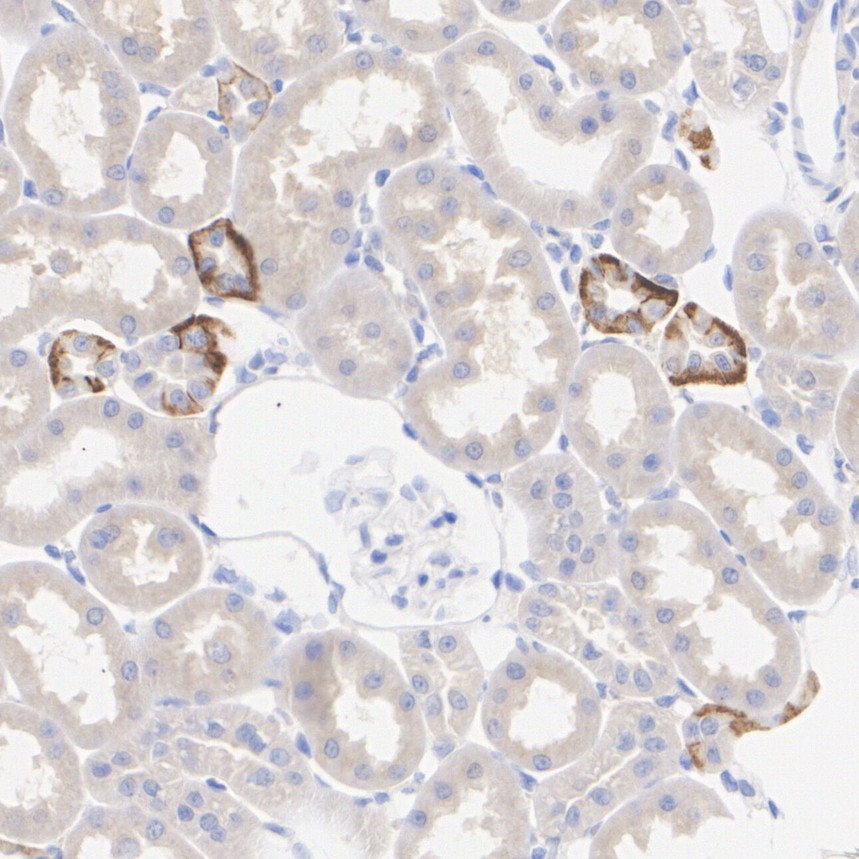 HA610296_3.jpg