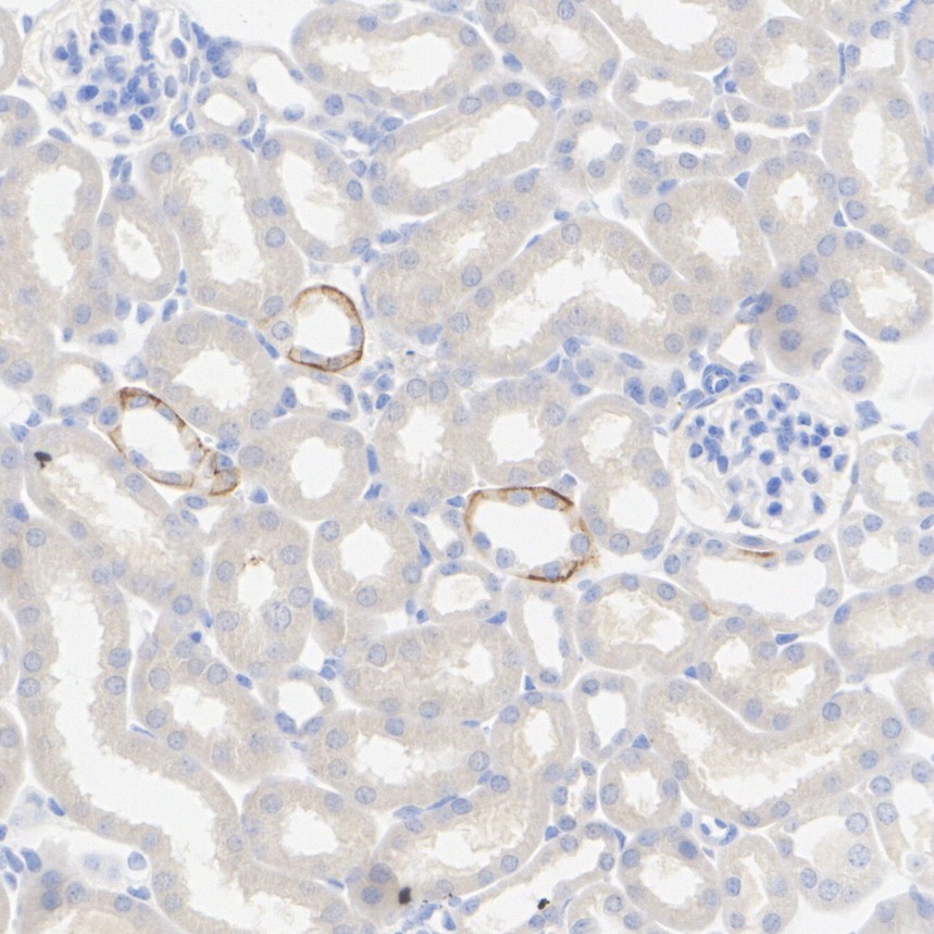HA610296_5.jpg