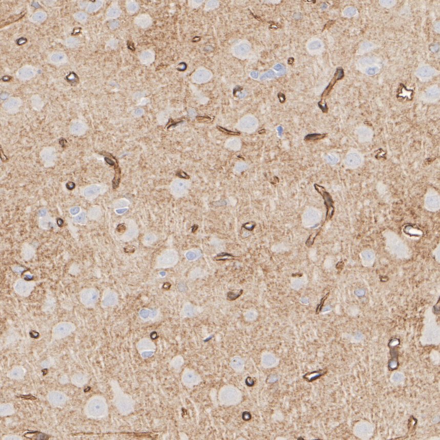 HA610296_6.jpg