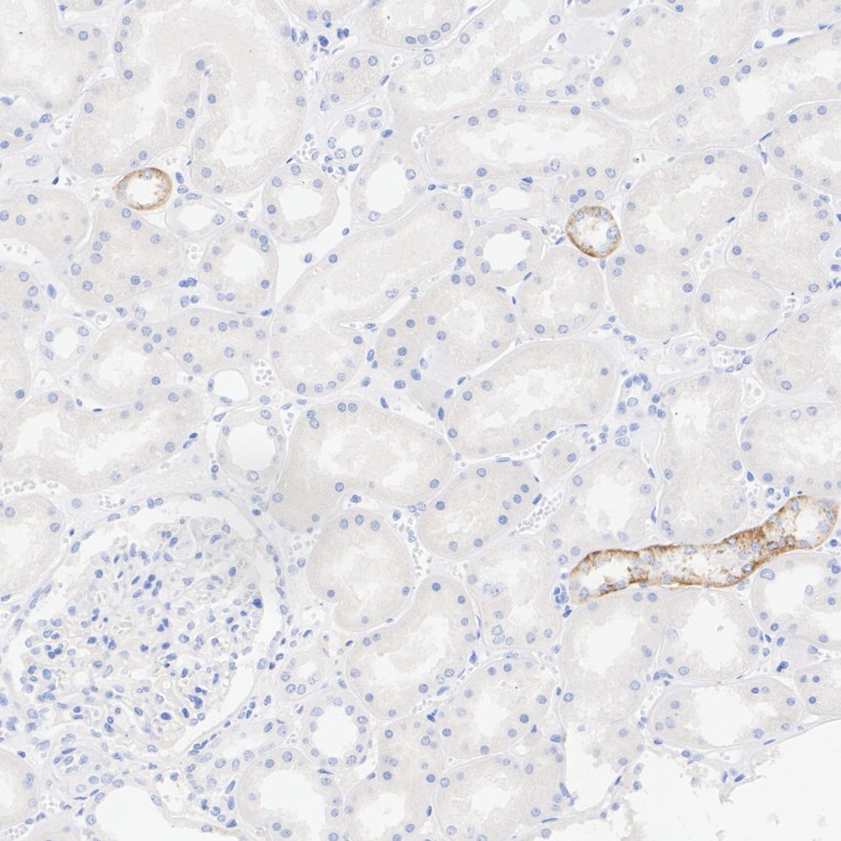 HA610296_7.jpg