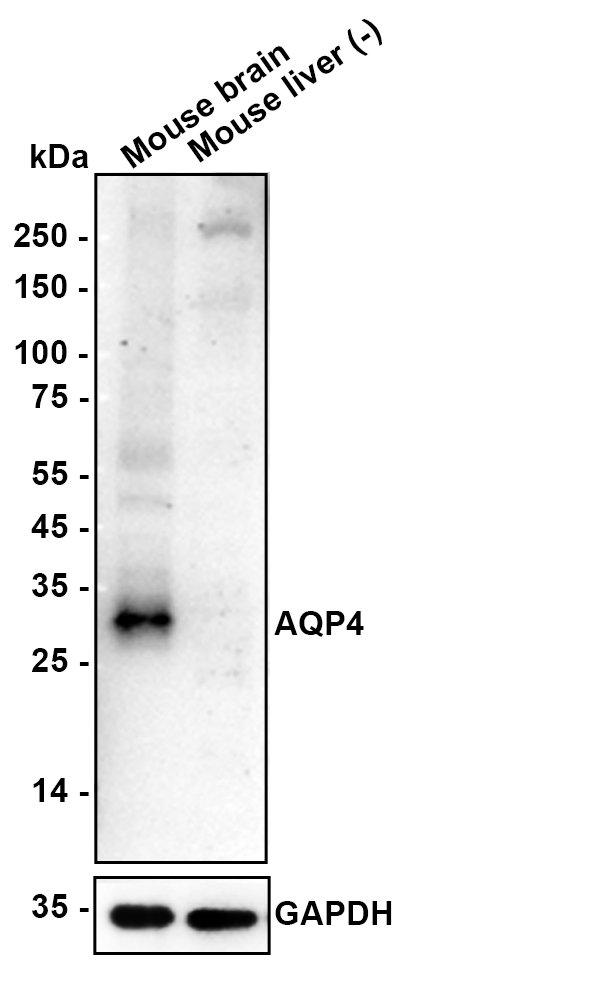 HA610296_8.jpg