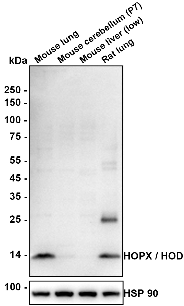 HA610318_2.jpg