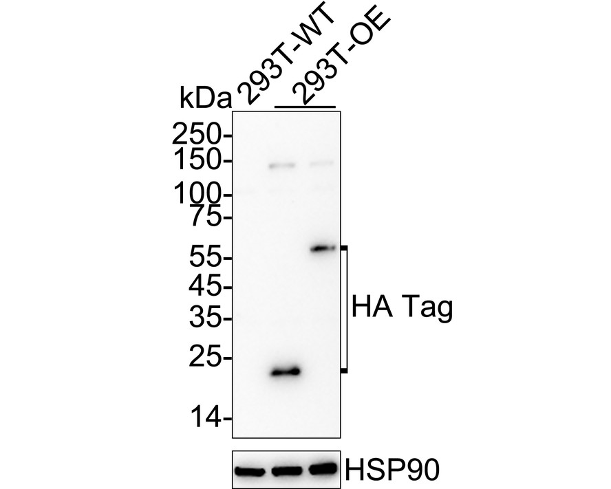 HA610320_2.jpg