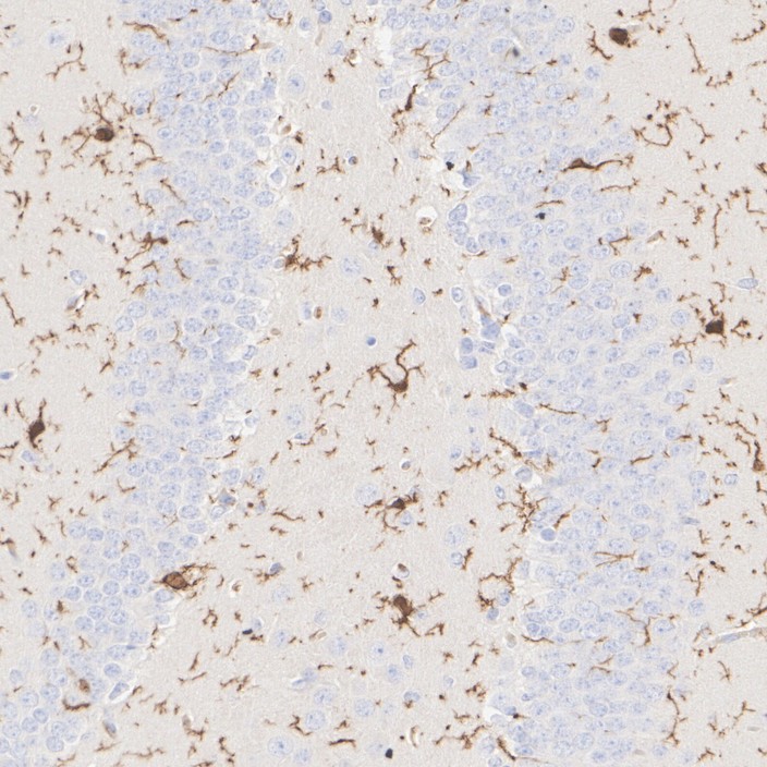 HA610321_6.jpg