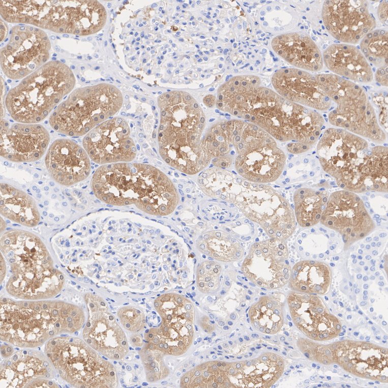 HA610328_3.jpg