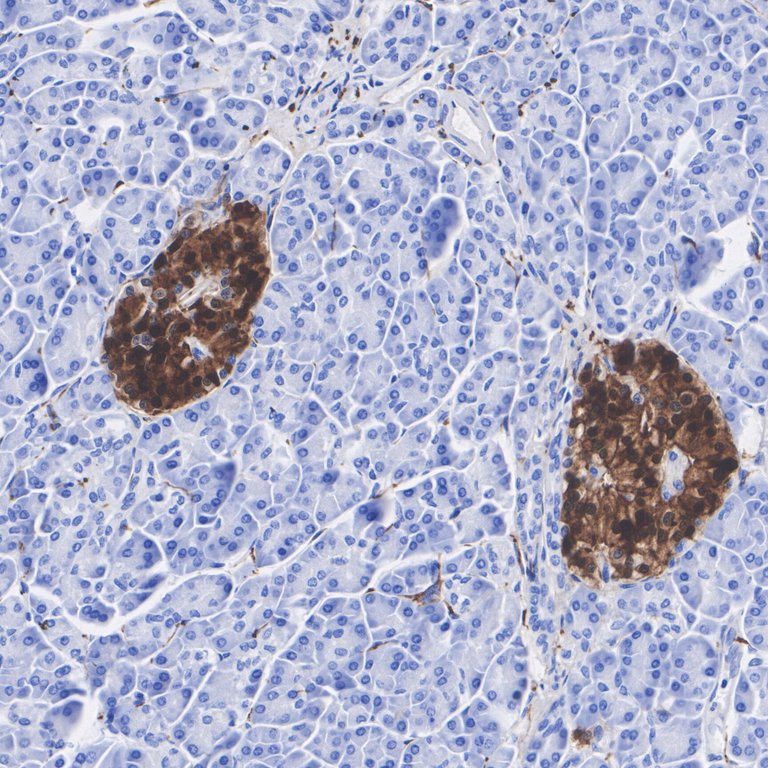 HA610344_3.jpg