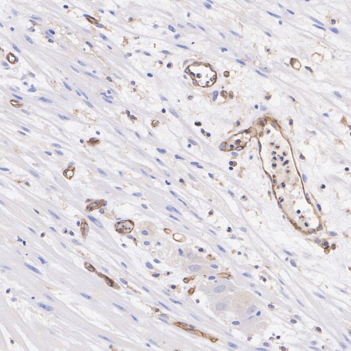 HA610349_1.jpg