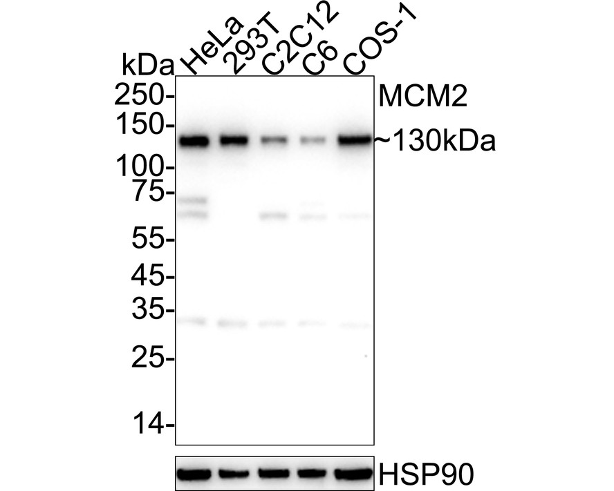 HA610350_1.jpg