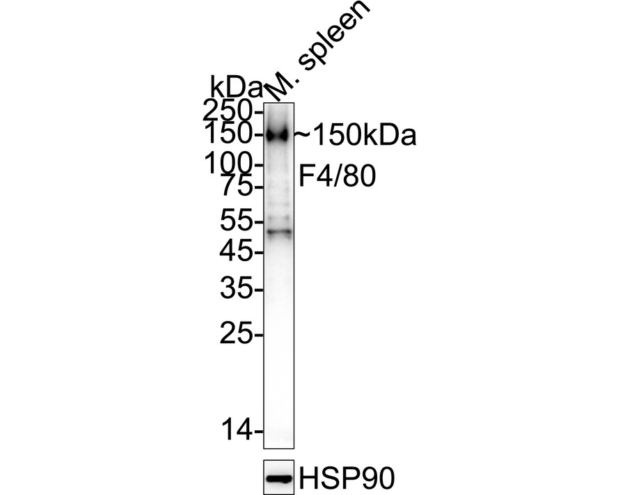 HA610357_1.jpg