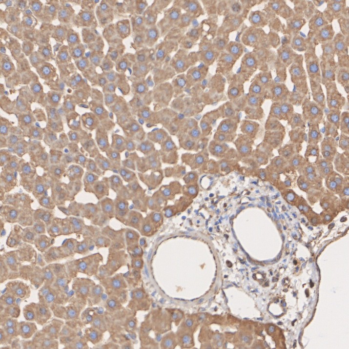 HA610363_6.jpg