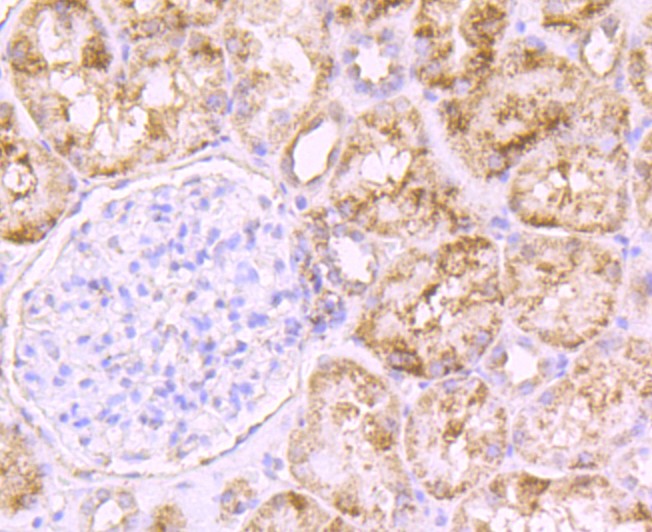 HA610371_5.jpg