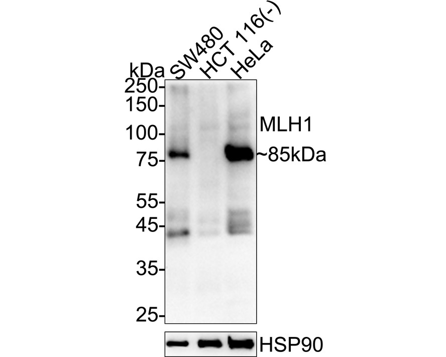 HA610386_1.jpg
