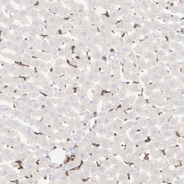 HA610399_7.jpg