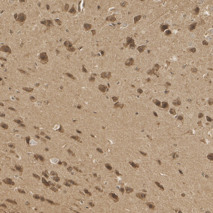 HA610412_3.jpg