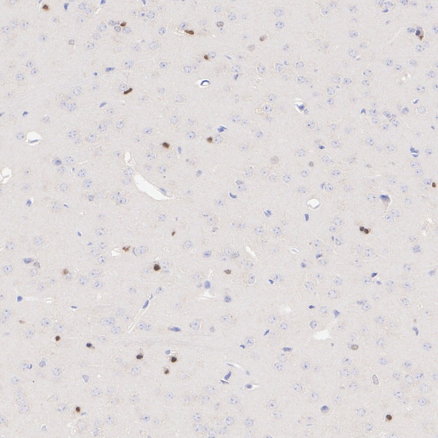 HA610423_3.jpg