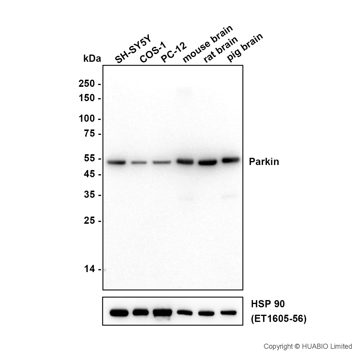 HA610448_1.jpg