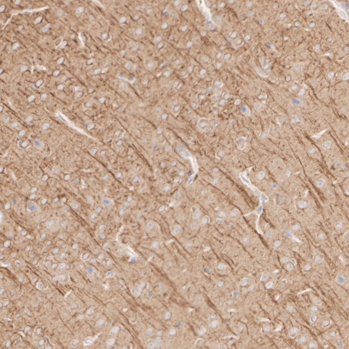 HA610448_3.jpg