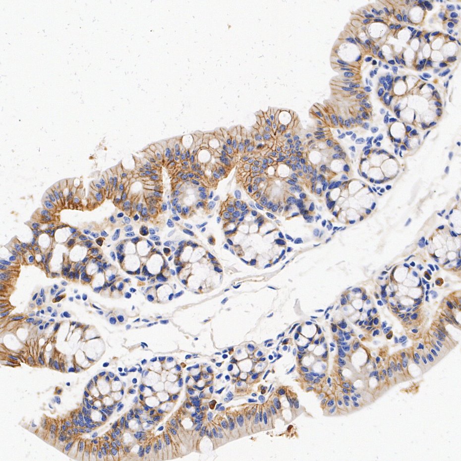 HA610457_3.jpg