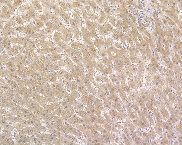 HA720015_10.jpg