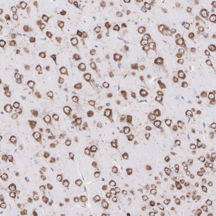 HA720097_5.jpg