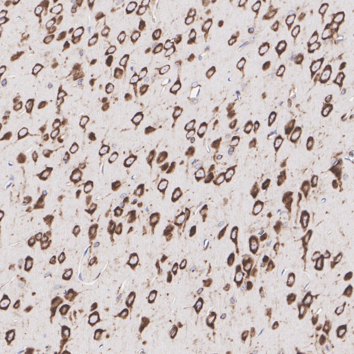 HA720097_6.jpg