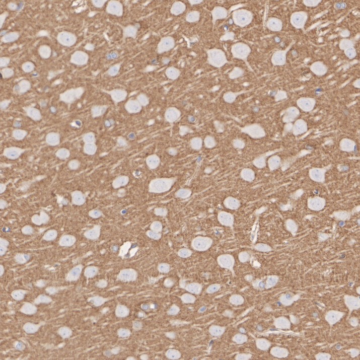 HA721055_6.jpg