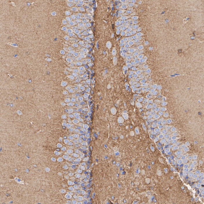 HA721081_5.jpg