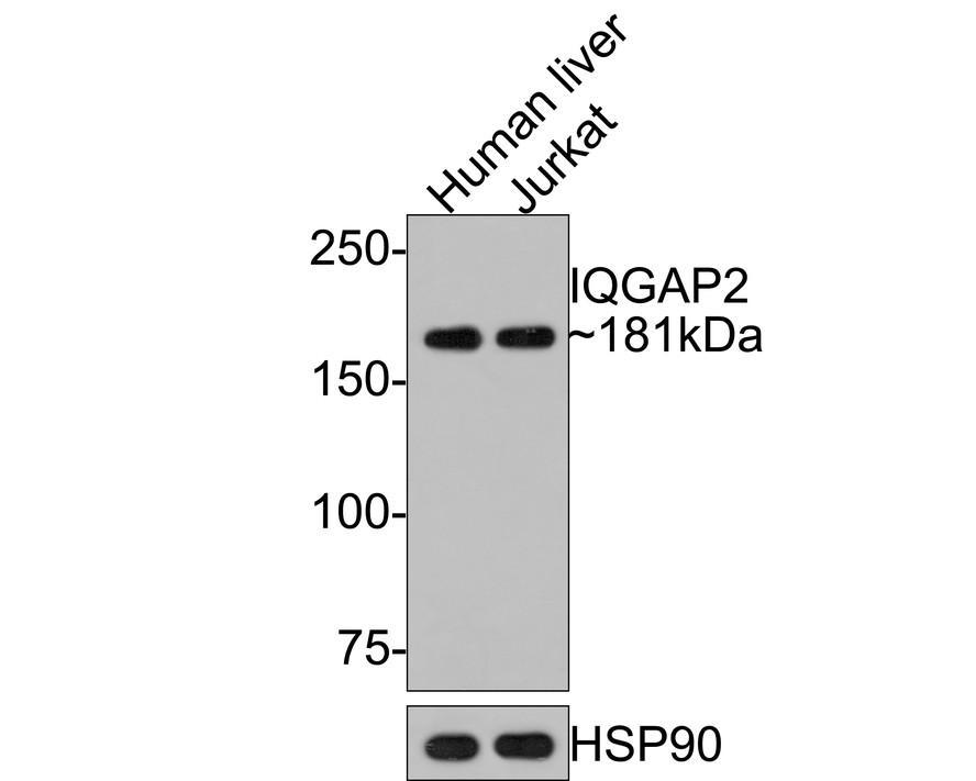 HA721096_3.jpg