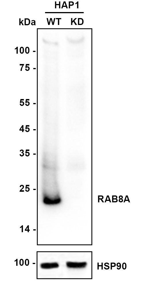 HA721127_3.jpg