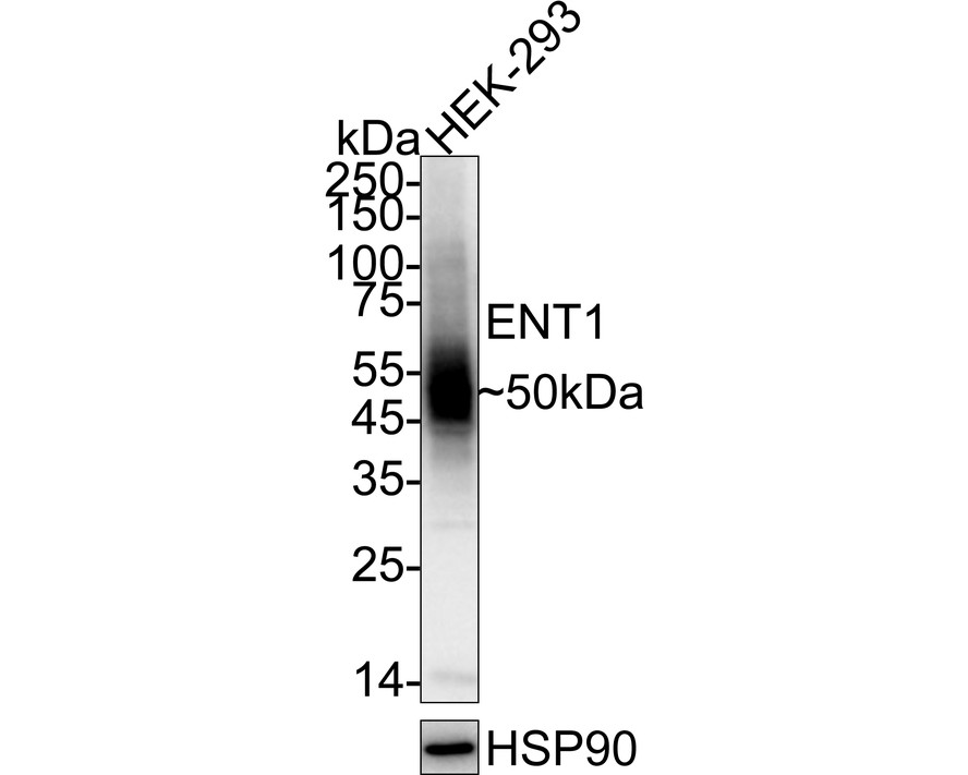 HA721203_4.jpg