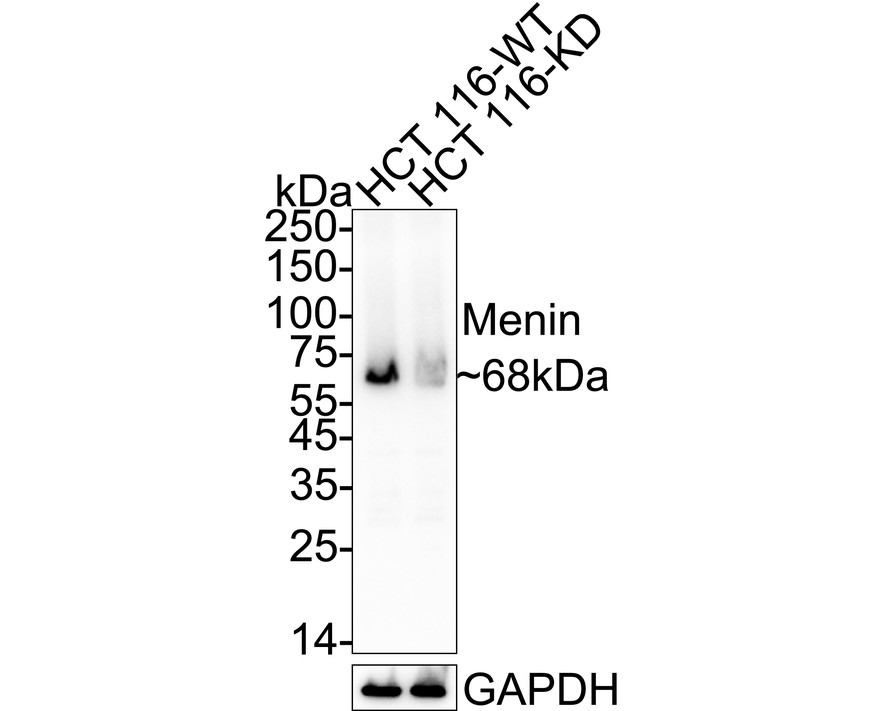 HA721313_2.jpg