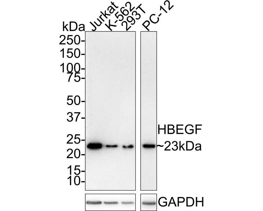 HA721470_1.jpg