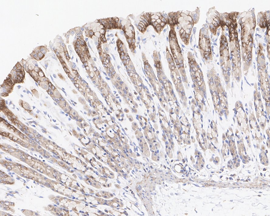HA721983_8.jpg