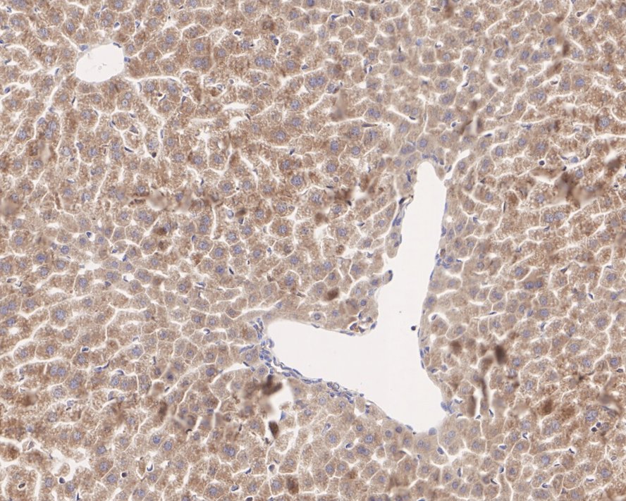 HA722086_2.jpg