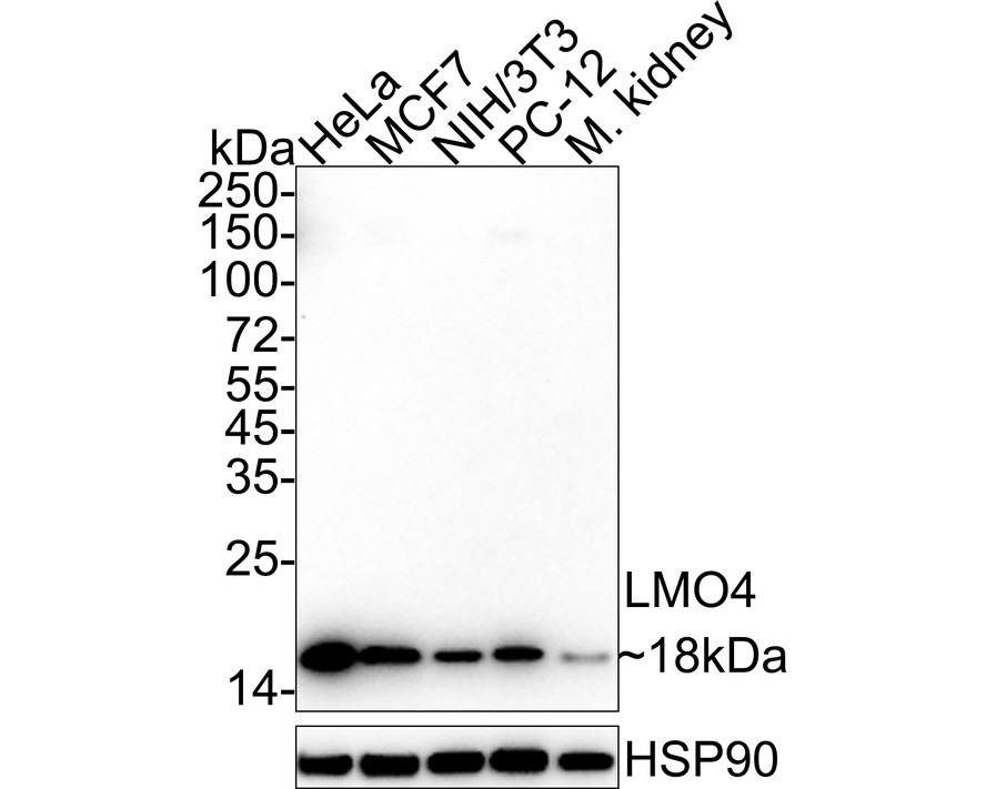 HA722346_1.jpg