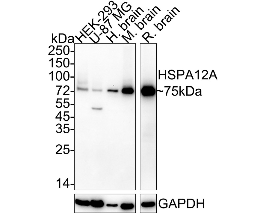 HA722425_1.jpg