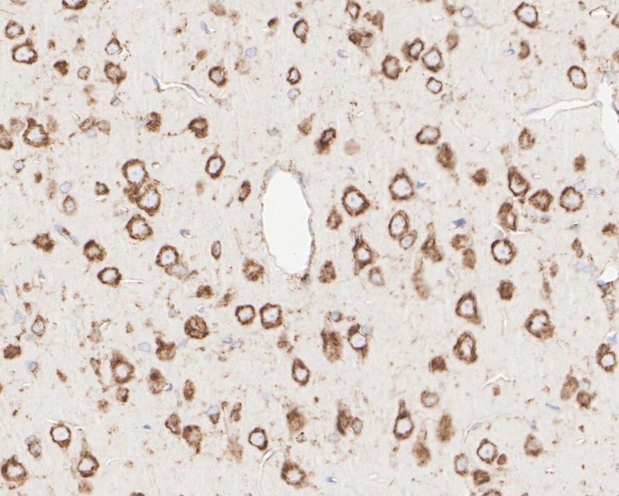 HA722473_6.jpg