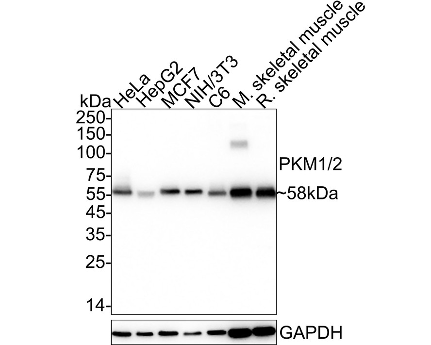 HA722524_1.jpg